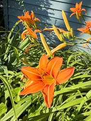 flower garden Chapel Street real estate in Picton, Ontario
