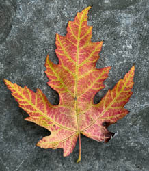 giant backyard silver maple shades the house in summer and a wind-break in winter